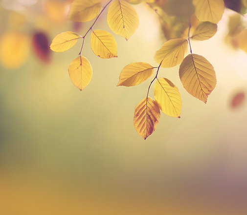 석정힐CC 2025년도 11월 이용 요금(11/01~11/30)